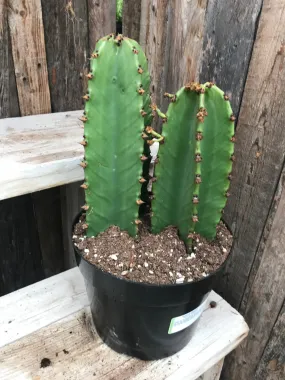 Abyssinian Euphorbia - 8"