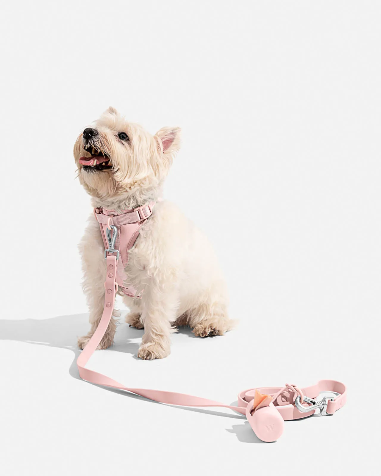 Splendid x Wild One Leash